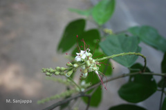 Humboldtia sanjappae